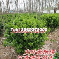 大葉黃楊球