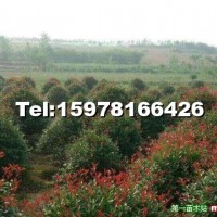 紅葉石楠球