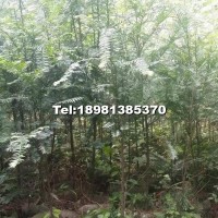 紅豆杉種苗