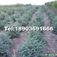 青白仟