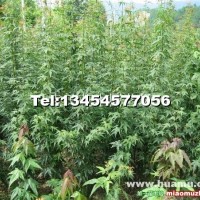 雞爪槭小苗