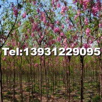 香花槐
