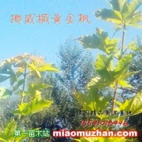 黃金楓