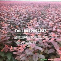 紅葉李