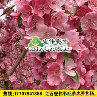 王族海棠