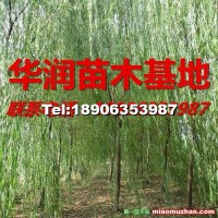 金絲垂柳