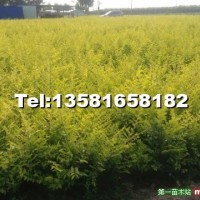 營(yíng)養(yǎng)杯金葉榆