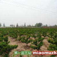 金銀花苗