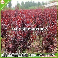 紫葉李