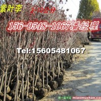 紫葉李