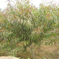 紅花碧桃