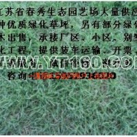 臺(tái)灣青草坪