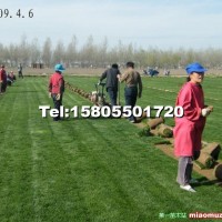 馬尼拉草坪