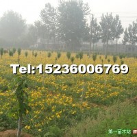 金娃娃萱草