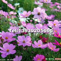 波斯菊