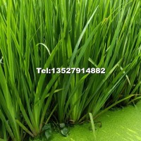 黃菖蒲