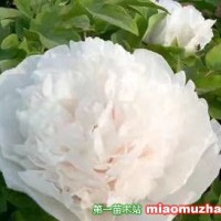 觀賞芍藥
