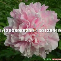 芍藥