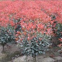 紅葉石楠球