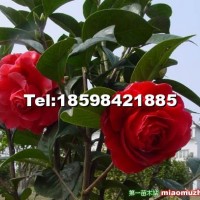 茶花
