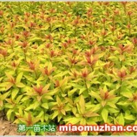 金山繡線菊