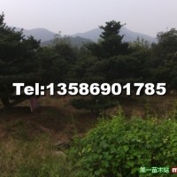 造型五針?biāo)?/></a>
<div><a href=