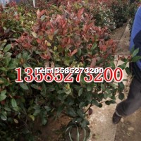 紅葉石楠球