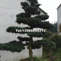 造型五針?biāo)?/></a>
<div><a href=