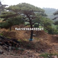 造型油松