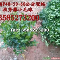 扶芳藤球