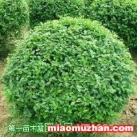 小葉女貞球
