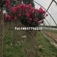 紫薇花瓶
