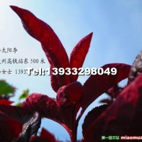 中華太陽李