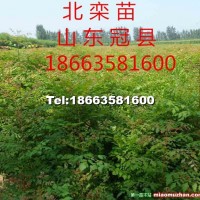 北欒苗