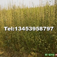 木槿小苗