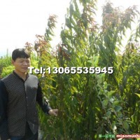 花桃小苗