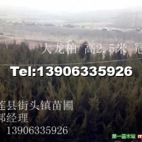 龍柏