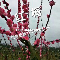 紅梅