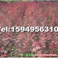 紅楓小苗
