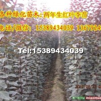 紅葉李