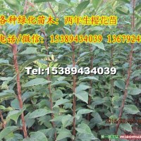 櫻花小苗