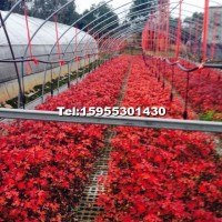 美國紅楓小苗