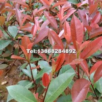 紅葉石楠 袋苗