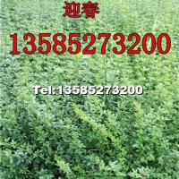 迎春