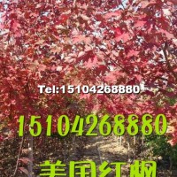 耐寒美國紅楓