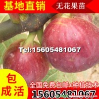 嫁接無花果樹