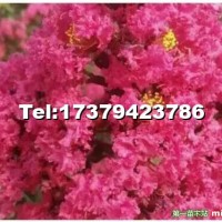美國紅葉紫薇