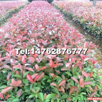 紅葉石楠