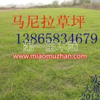 馬尼拉草坪
