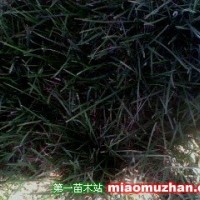 百慕大草坪